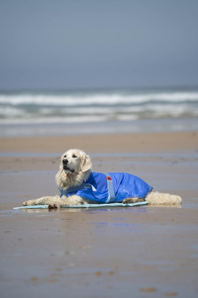 Petface Cooling Dog Coat -