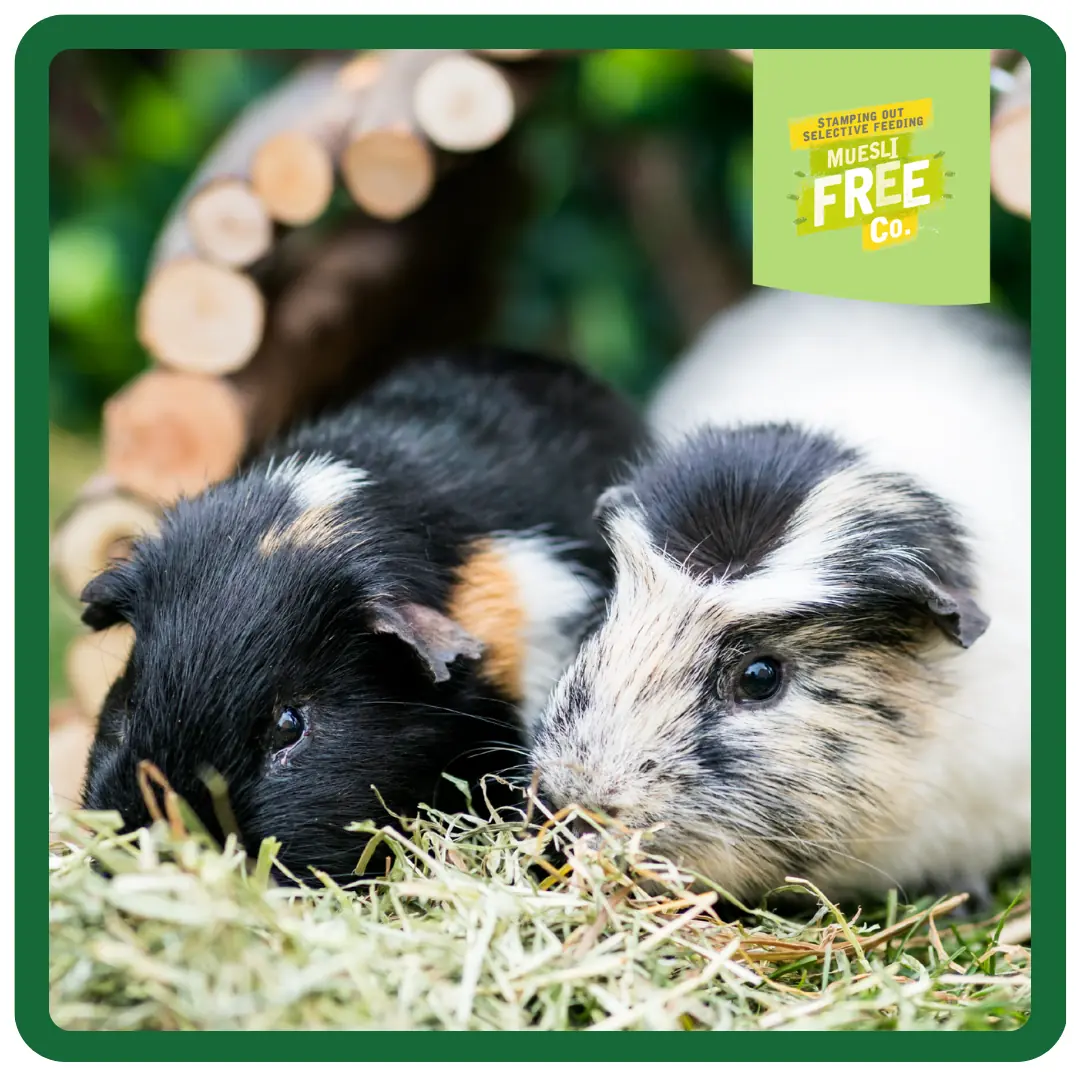 Burgess Excel Mature Guinea Pig 1.5kg