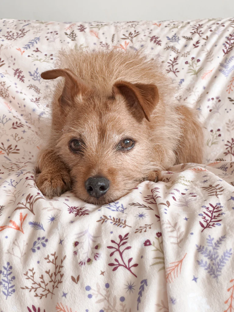 Wyld Cub Snuggle Pet Blanket - Chiswick Oyster