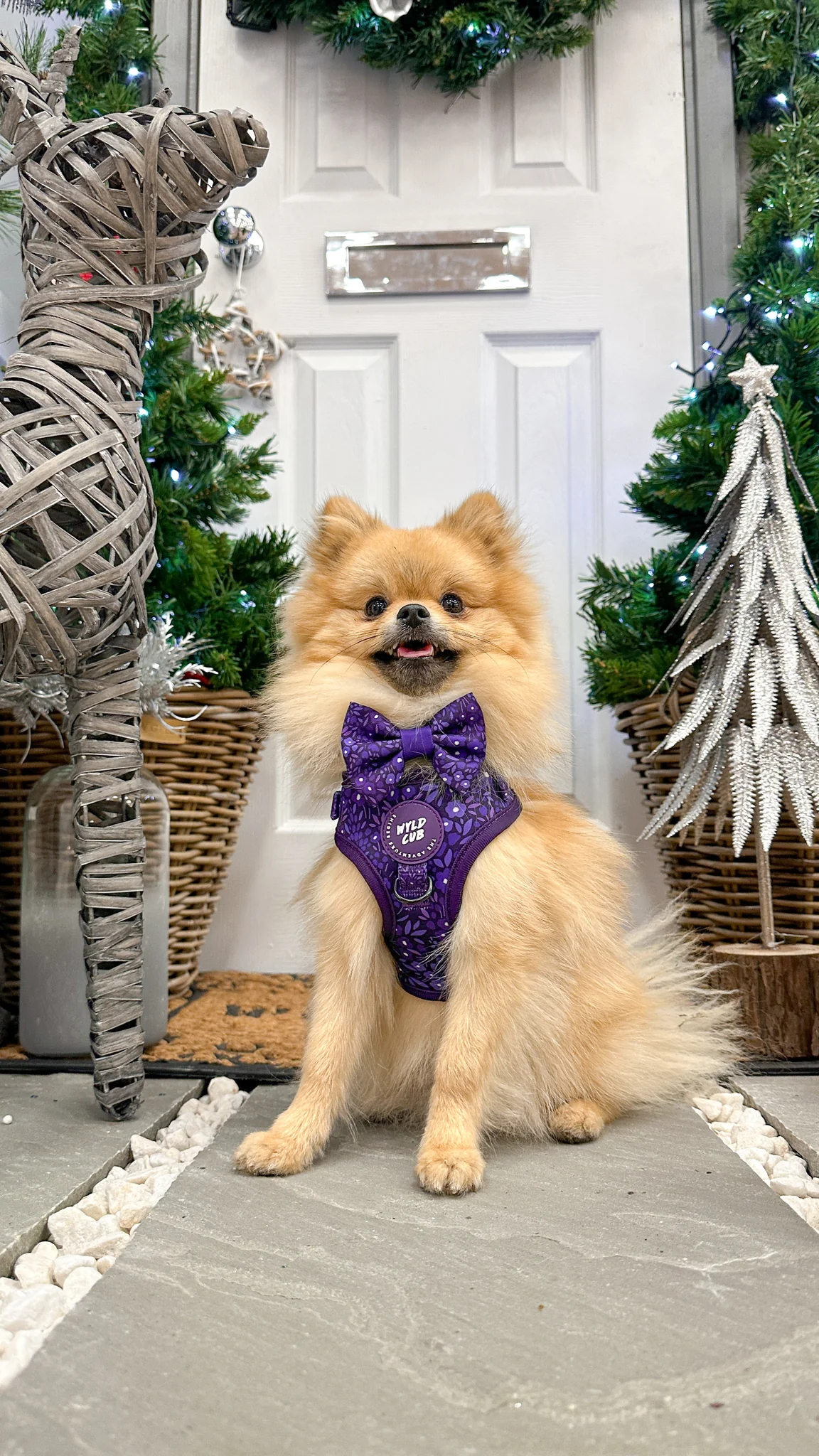 Wyld Cub Notting Hill Dickie Bow Tie - Blackberry