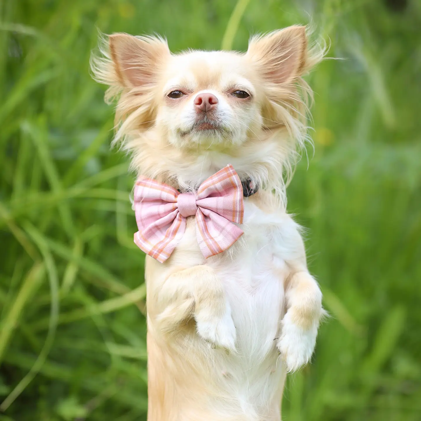 The aDoraBle Pooch Co. Heritage Sailor Bow Tie - Strawberry Cottage