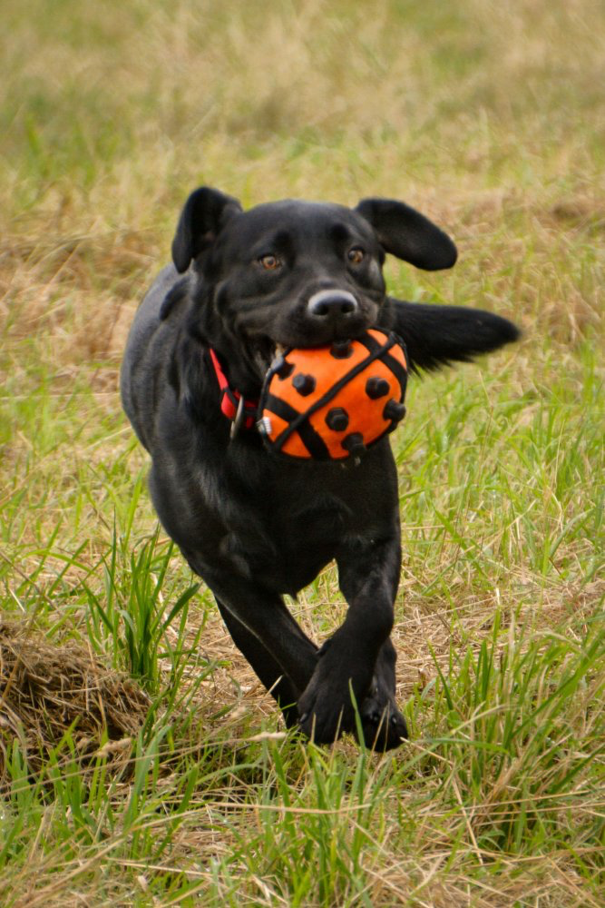 Petface Seriously Strong Nobbly Ball