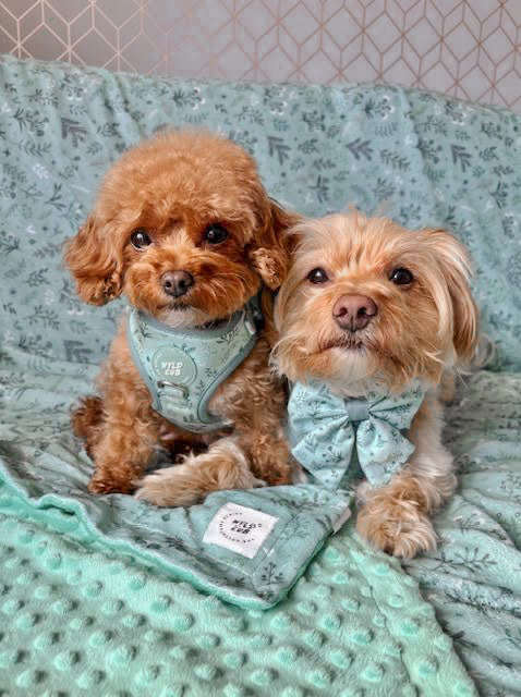 Wyld Cub Pet Blanket - Chiswick Pistachio