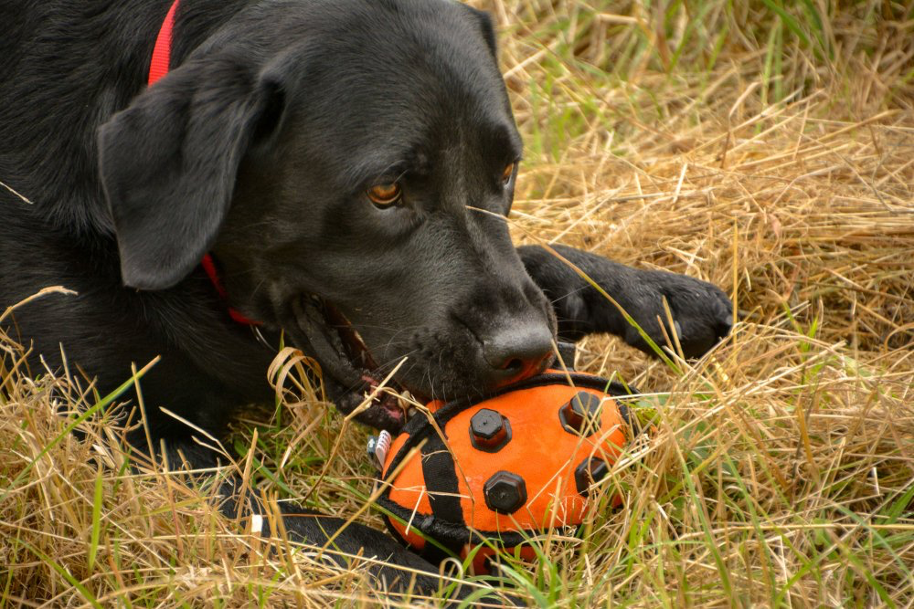 Petface Seriously Strong Nobbly Ball