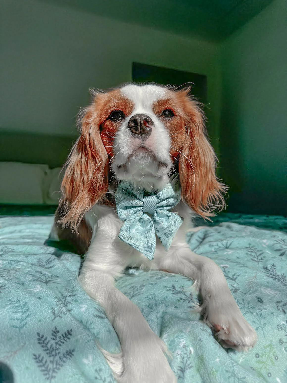 Wyld Cub Pet Blanket - Chiswick Pistachio
