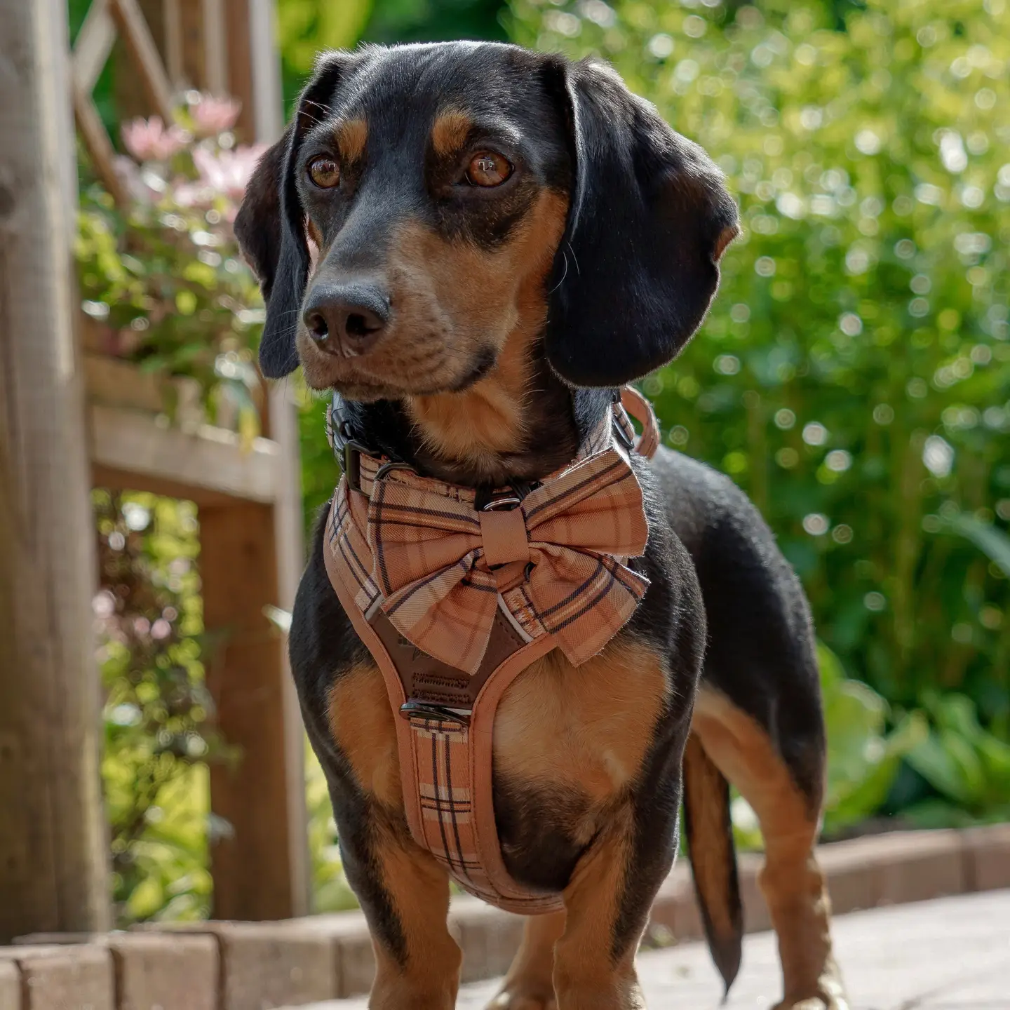 The aDoraBle Pooch Co. Heritage Sailor Bow Tie - Butterscotch Biscuit