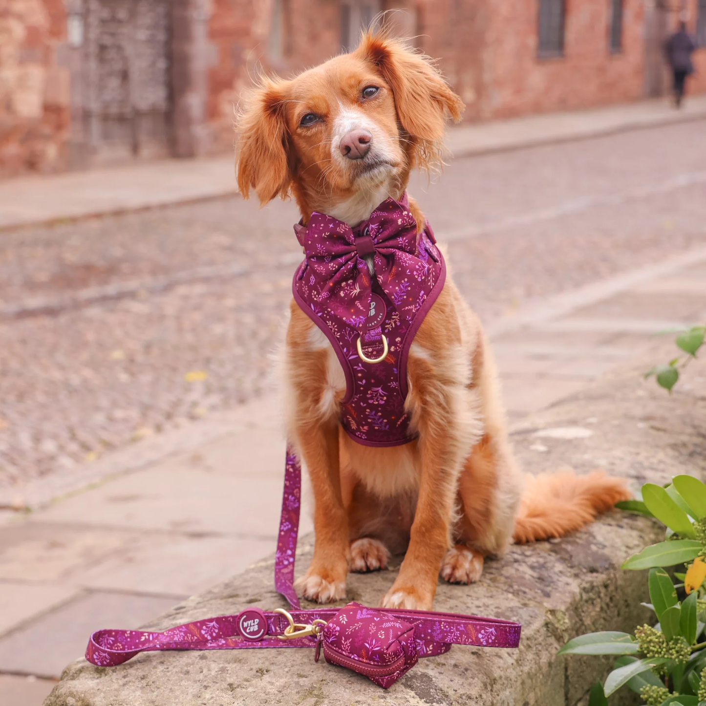 Wyld Cub Chiswick Lead 5ft - Fig