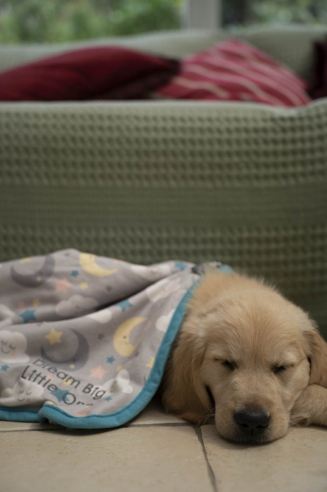 Little Petface Dream Pet Comforter