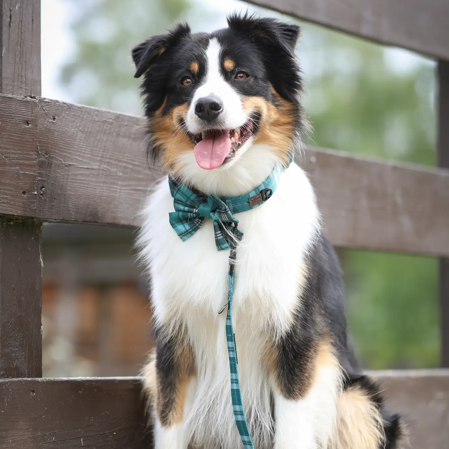 The aDoraBle Pooch Co. Heritage Sailor Bow Tie - Pheasant Green