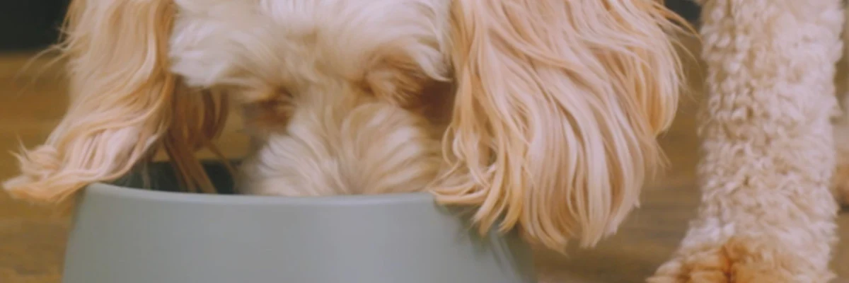 Innocent Hound Pulled Pork 1.5kg