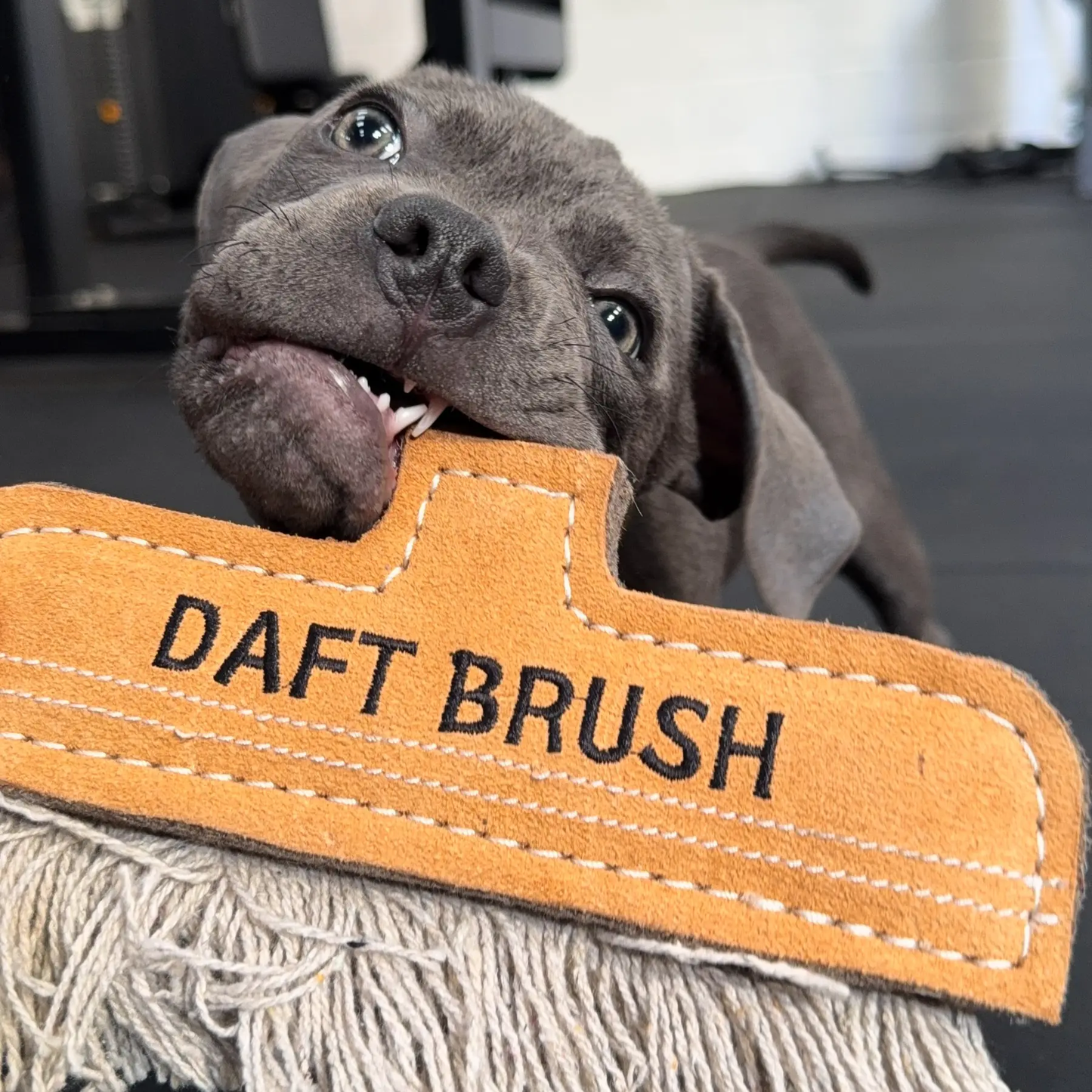 Green & Wild's Daft Brush Eco Toy