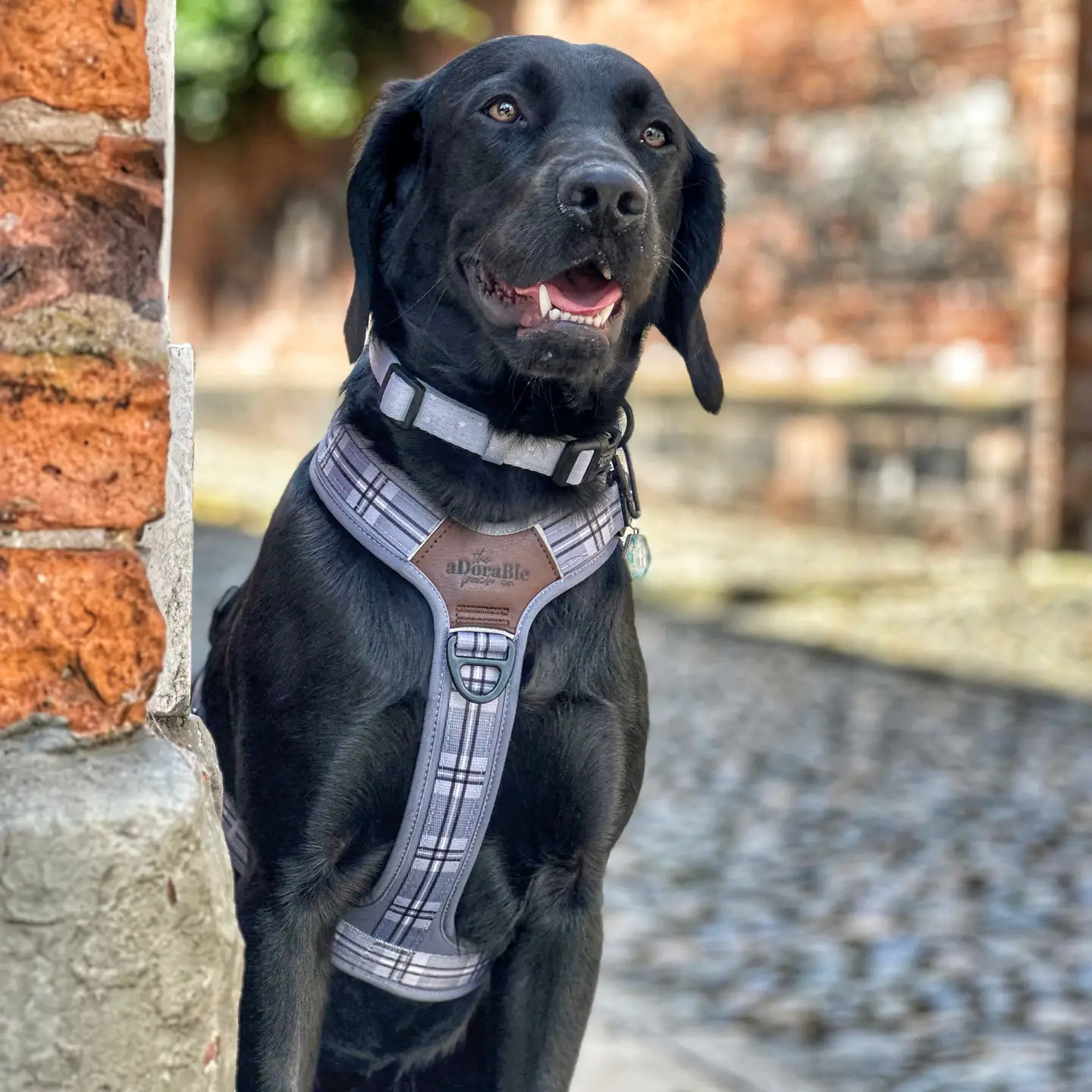 The aDoraBle Pooch Co. Streamline Harness Grey -
