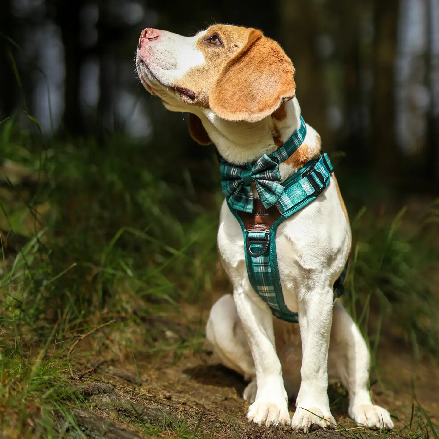 The aDoraBle Pooch Co. Heritage Sailor Bow Tie - Pheasant Green
