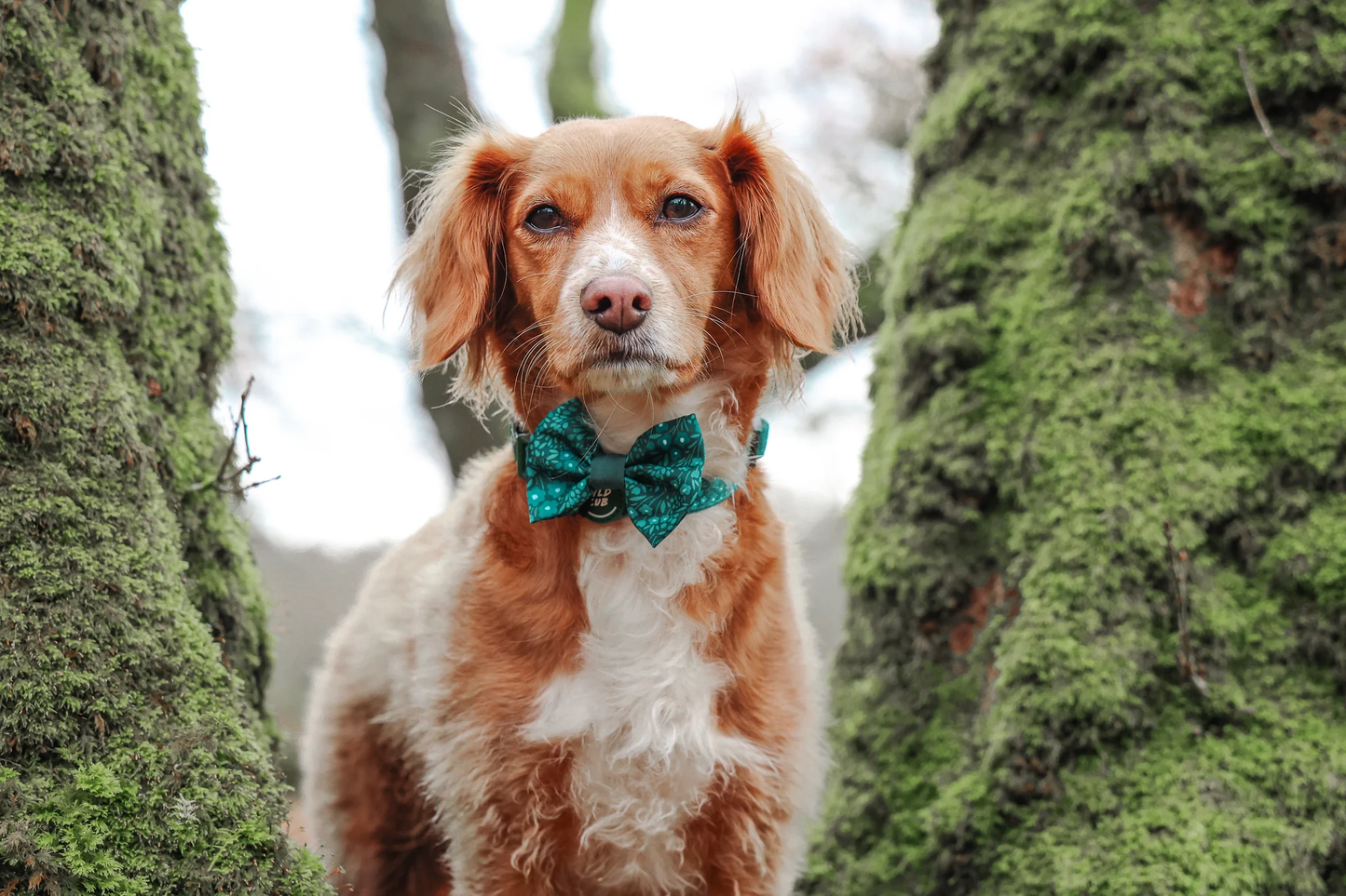 Wyld Cub Notting Hill Dickie Bow Tie - Gooseberry