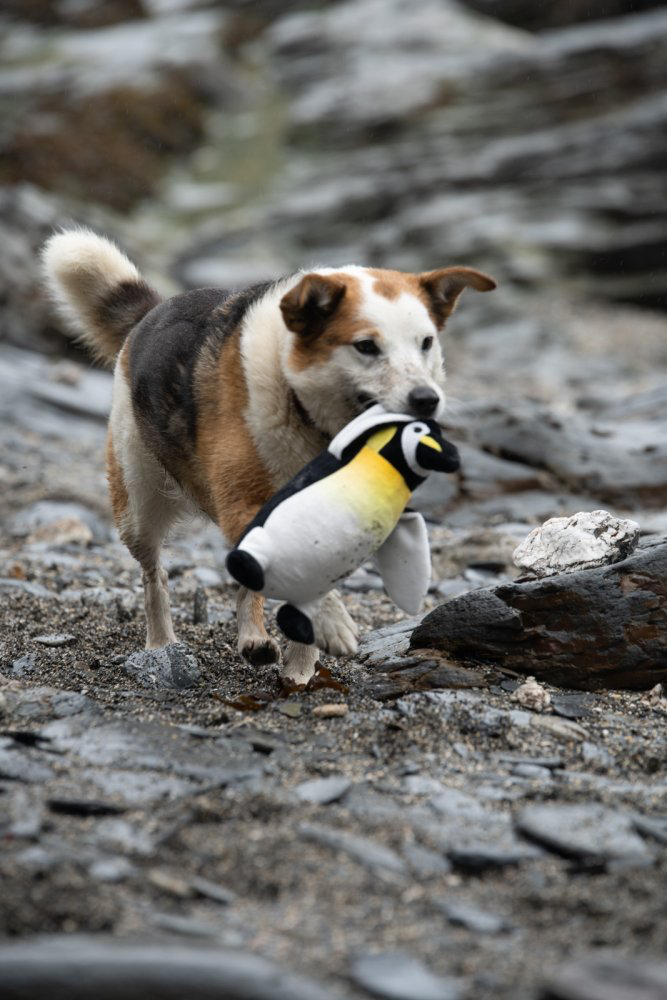 Petface Planet Plush Panuk Penguin