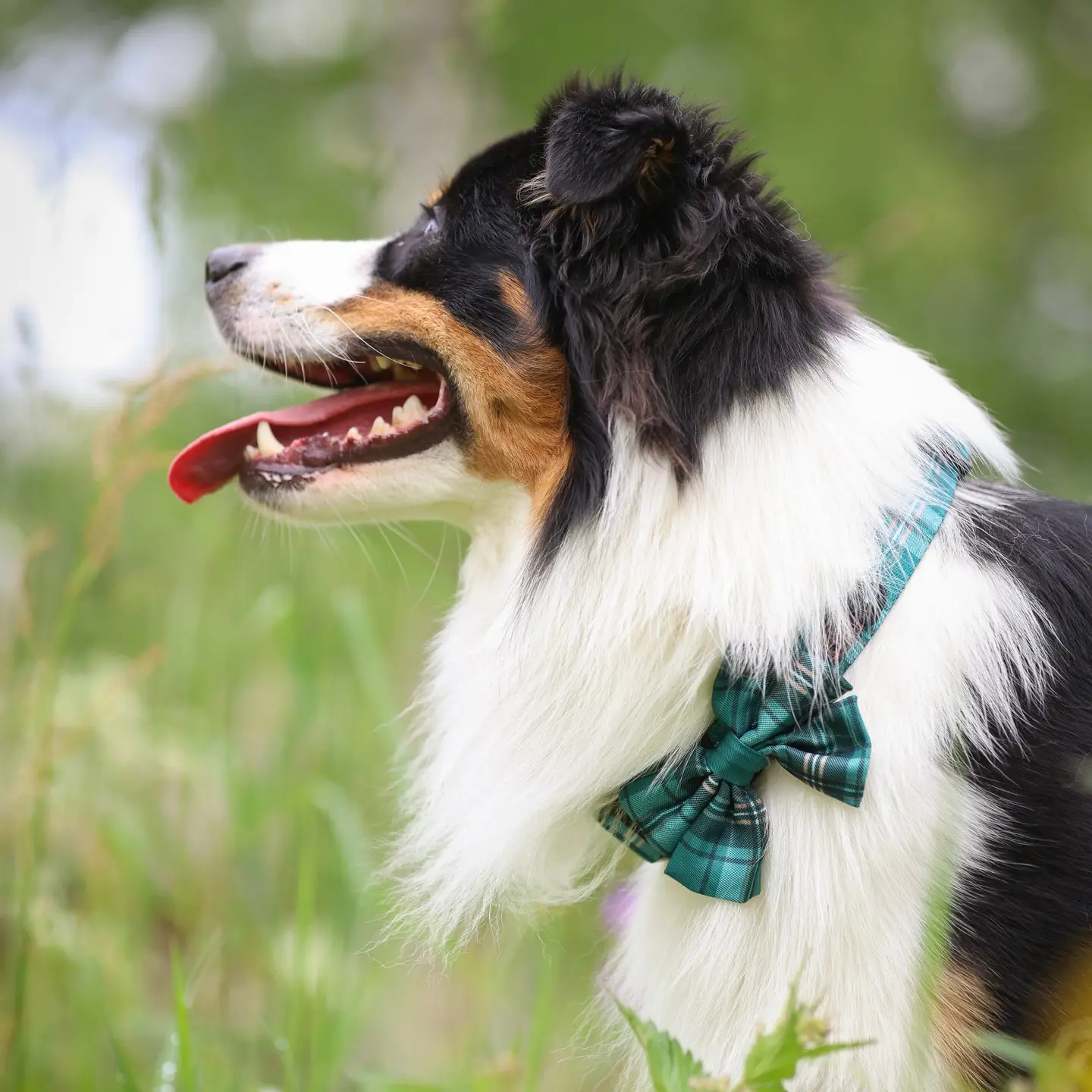 The aDoraBle Pooch Co. Heritage Sailor Bow Tie - Pheasant Green