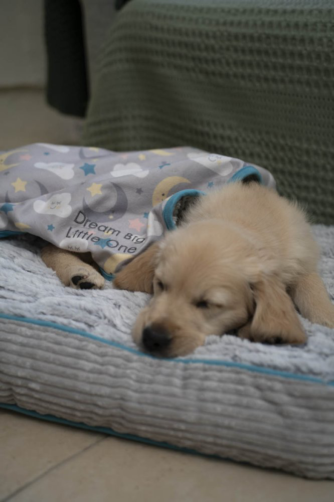 Little Petface Dream Pet Comforter