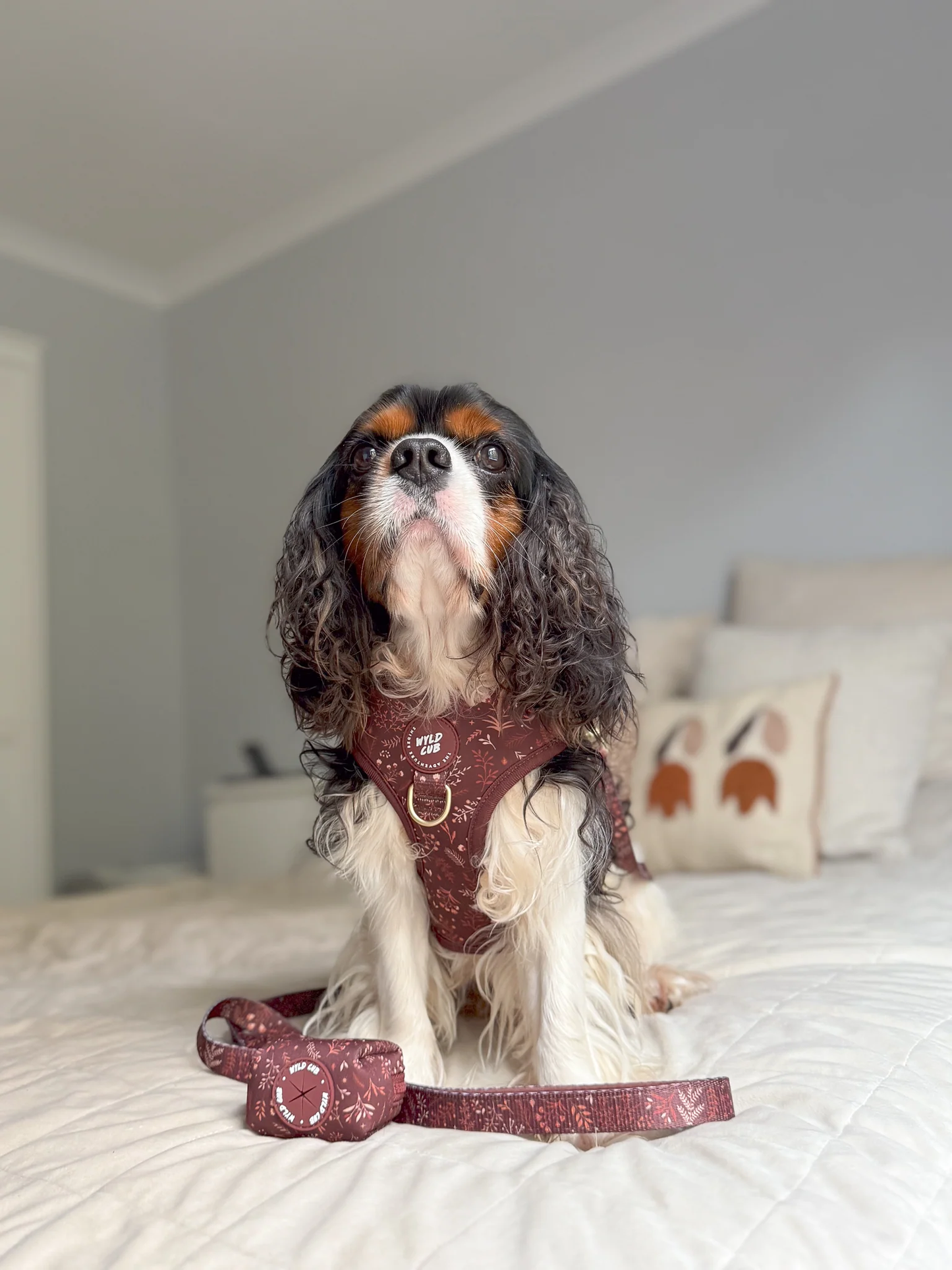 Wyld Cub Chiswick Lead 5ft - Chestnut