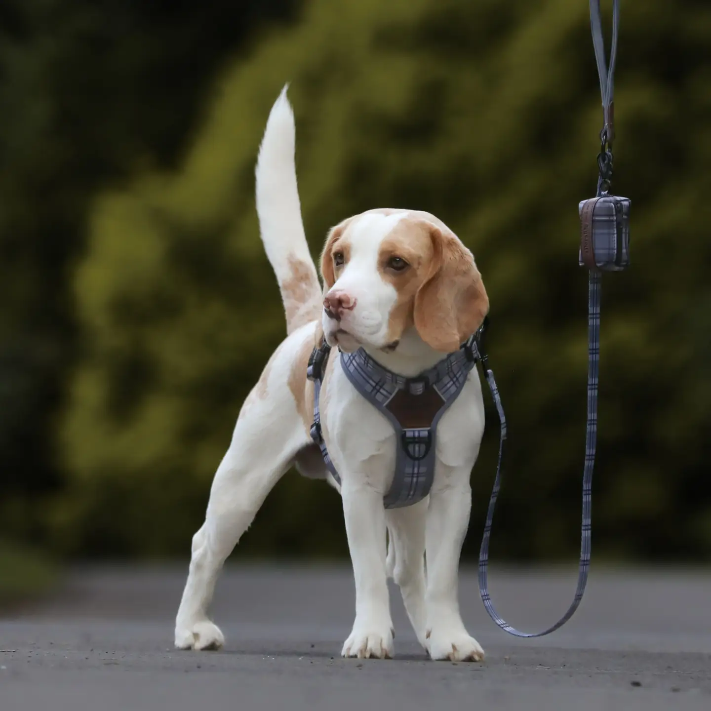 The aDoraBle Pooch Co. Heritage Lead - Gunsmoke Grey