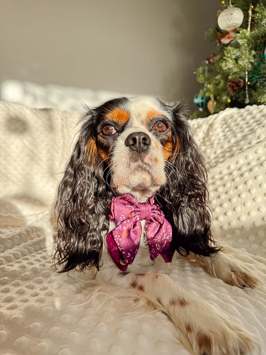 Wyld Cub Chiswick Butterfly Bow - Fig