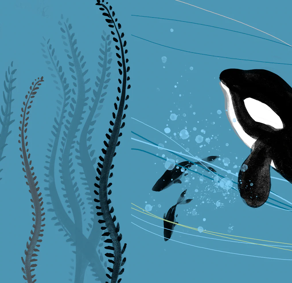 Lydia London - Orca Killer Whale Card
