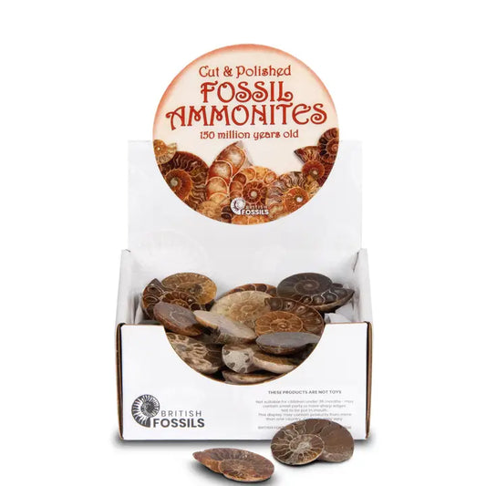 British Fossils - Cut & Polished Ammonite Small