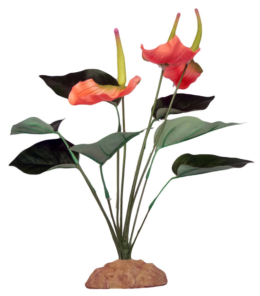 Komodo Anthurium Bush 29cm