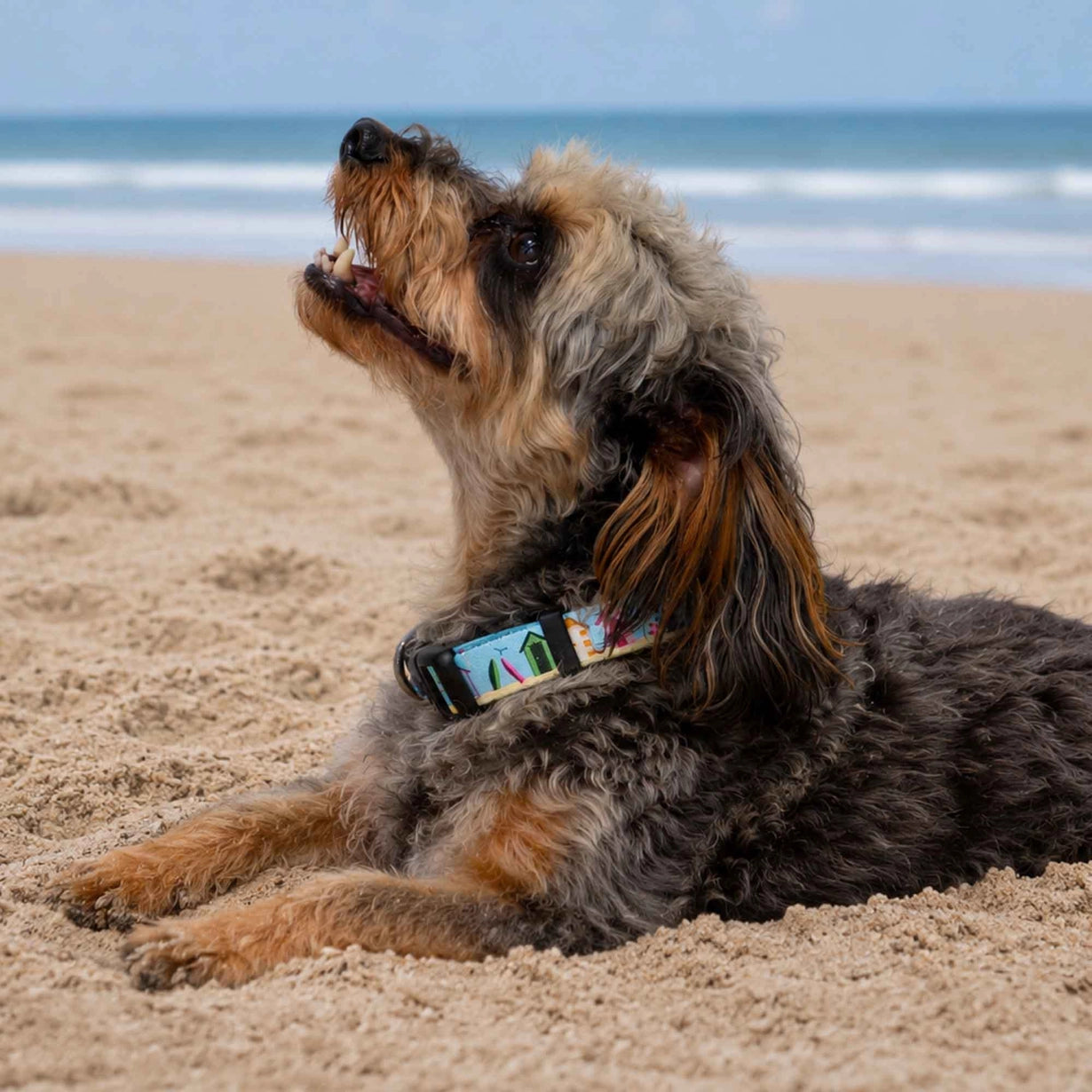 Ancol Soho Beach Hut Collar