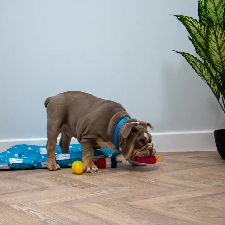 Ancol Ice Paws Cooling Lolly Toy - Large