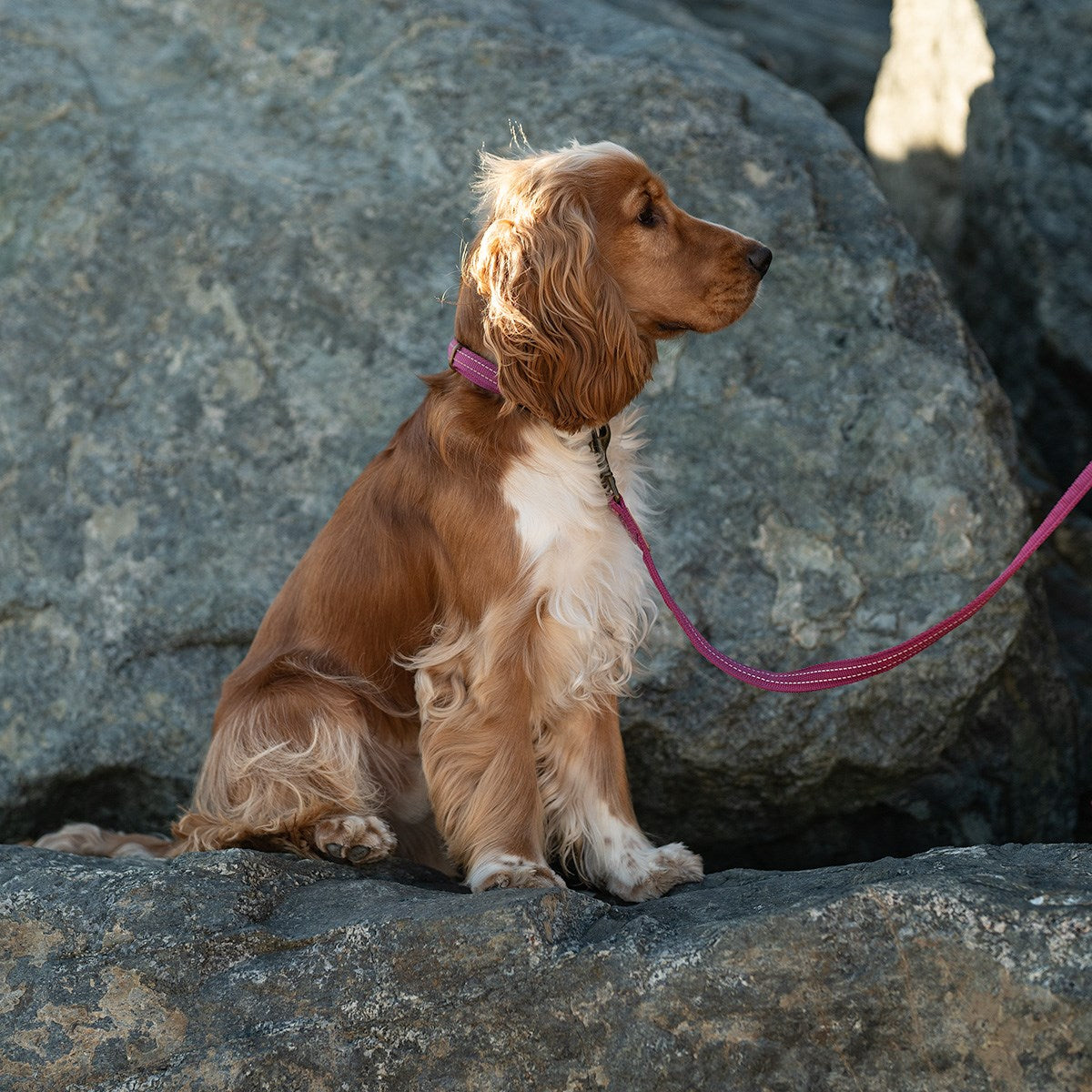 G&S Country Collar Orchid Pink 30-45cm