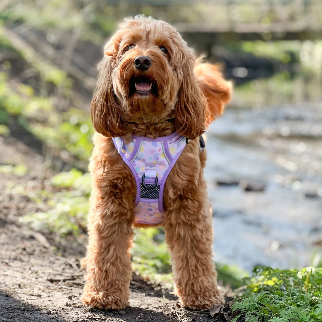 Funky Floof Bubblegum Adventure Harness