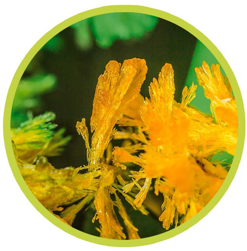 Magic Growing Crystal Flower Garden