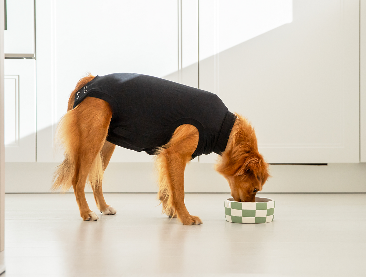 Suitical Recovery Suit Dog Body